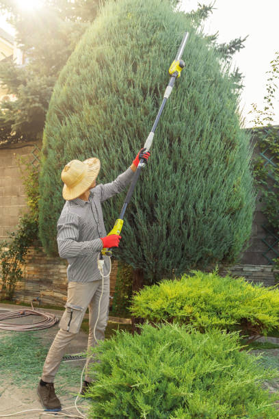 Best Sod Installation  in Troy, MO